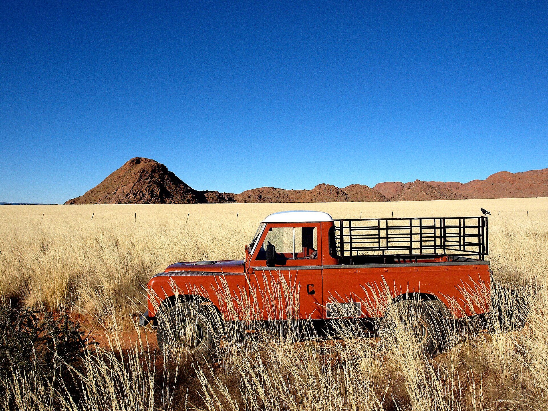 An orange Series III Land Rover 109 pickup with a cage-sided bed in tall golden grass below the Tiras Mountains, Namibia