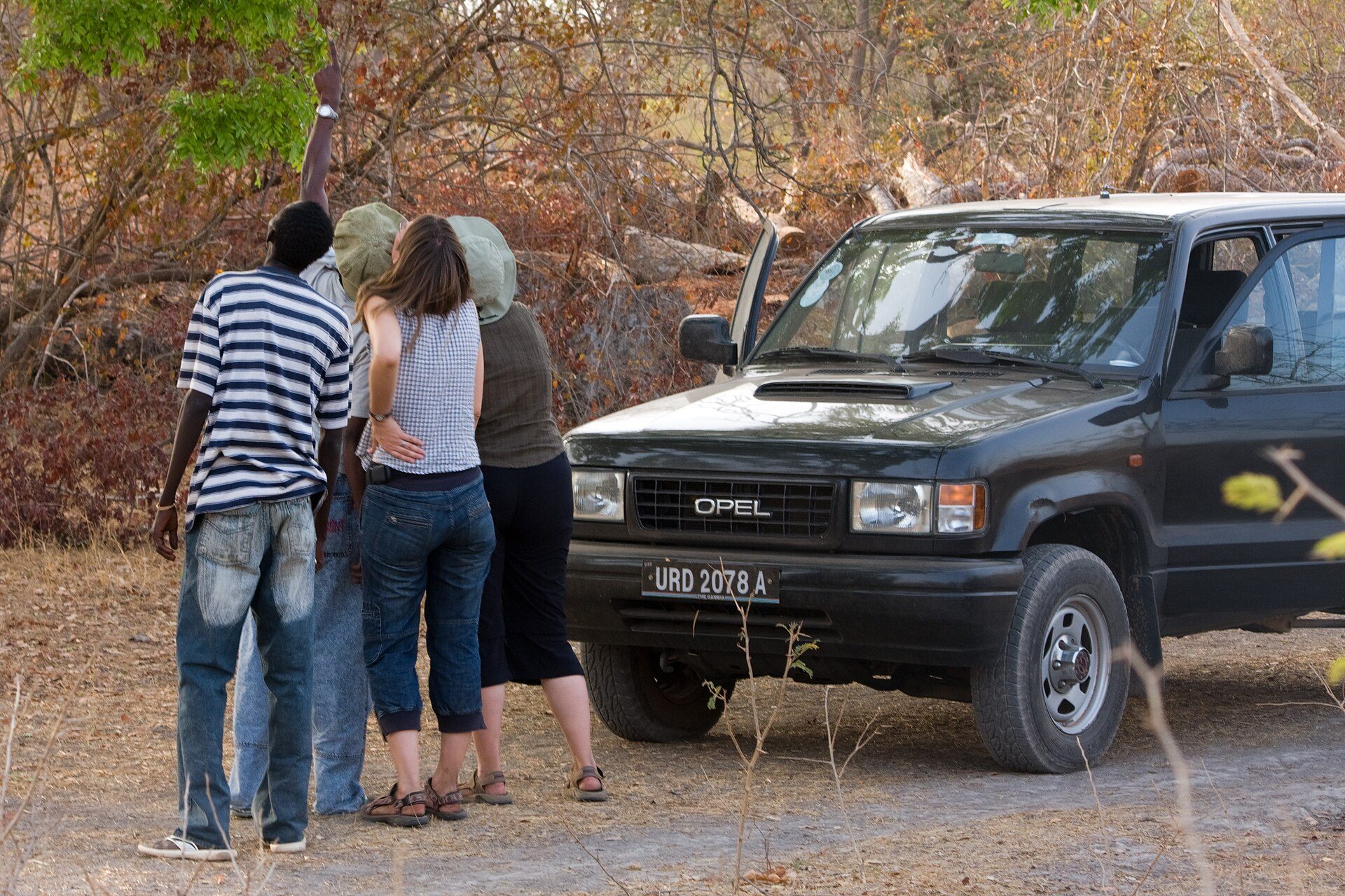 A dark Opel Monterey on a dirt track in Kiang West National Park, Gambia, as visitors look up at monkeys in a tree